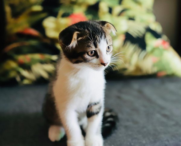 Former vos enfants à soigner leur chat