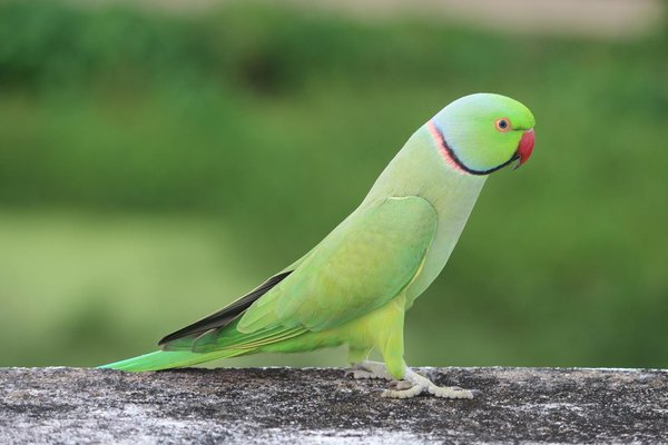 Meilleur traceur gps pour animaux : suivez votre compagnon en toute sérénité