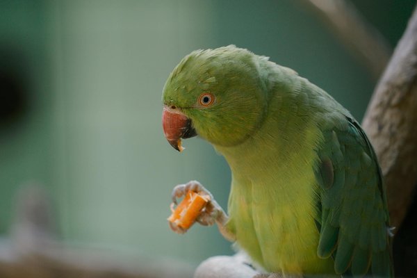 Guide pour adoption chien : conseils essentiels pour bien choisir